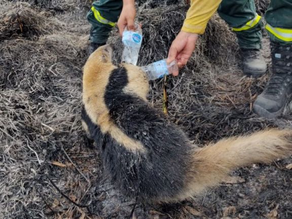 Rescataron un oso melero en un incendio en paraje Gómez Cué