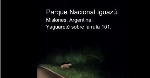 Turista avistó un yaguareté camino al aeropuerto de Iguazú