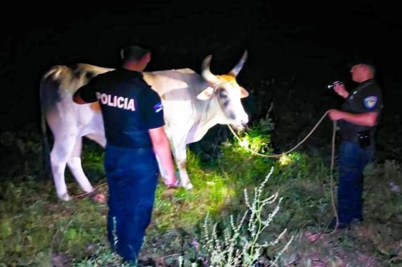 Gobernador López: recuperaron una vaca que le robaron a un colono 