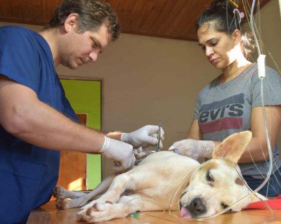 Alrededor de 20 mascotas son castradas semanalmente en Campo Grande