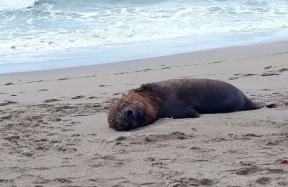 Chile confirmó el hallazgo de más de 70 lobos marinos muertos en una isla y no descartan “influenza aviar”