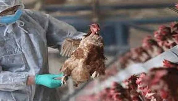 Gripe aviar: Argentina retomará exportación de productos avícolas a Uruguay