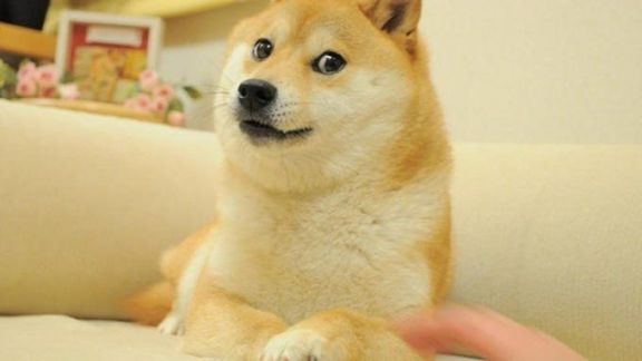 Twitter cambió al pajarito azul por el perro de Dogecoin