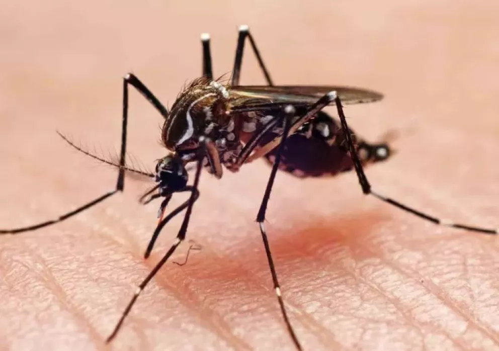 Dengue en Argentina: se duplicaron las muertes en una semana y ya suman 14 en el país