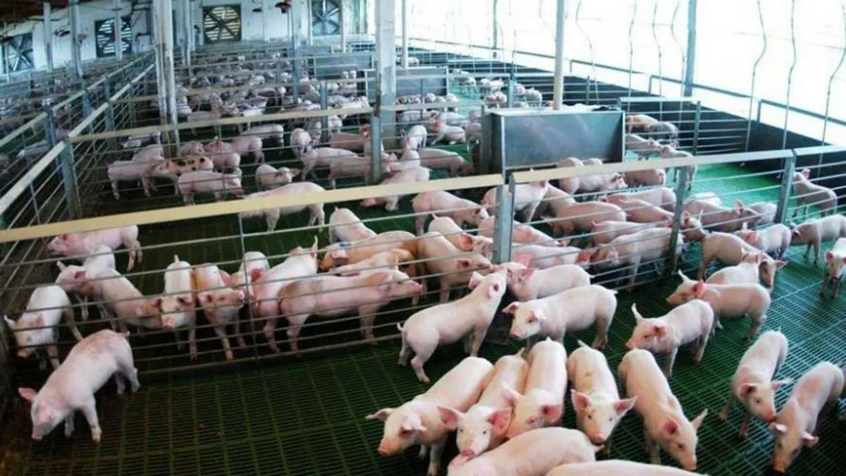 Se proyectan más aumentos en el precio de las carnes