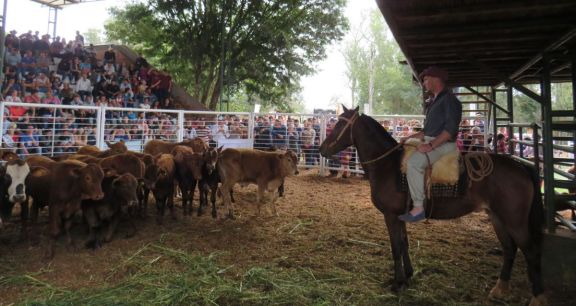 Andresito: feria y remate ganadero de cría e invernada en plena organización