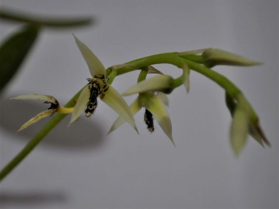 Por medio del cultivo in vitro salvó a una tercera orquídea nativa en peligro de extinción en Misiones