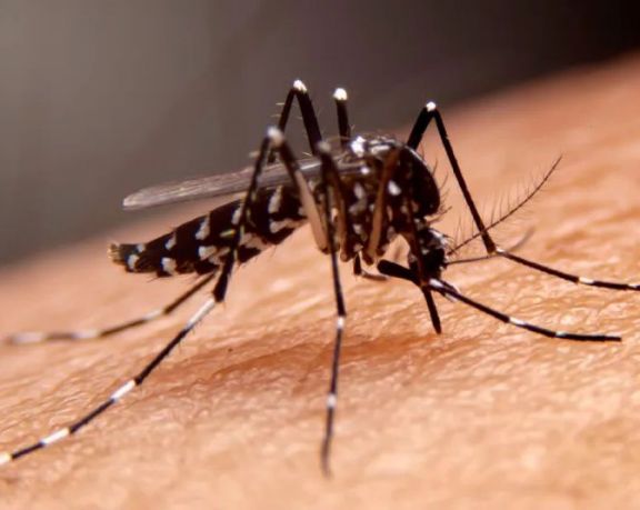Vacuna contra el dengue: “Evalúan diferentes escenarios y estrategias para la inoculación”
