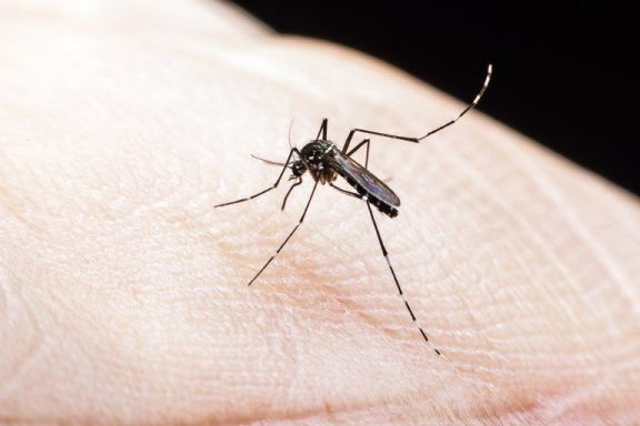 Vacuna contra el dengue: "Tiene muchísima seguridad", aseguró el infectólogo López