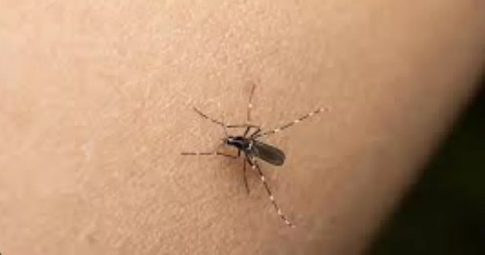 El DEN-1 se impone en los contagios de dengue en Misiones