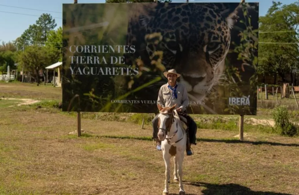 Mediante una campaña cuentan sobre el regreso del yaguareté en el Iberá