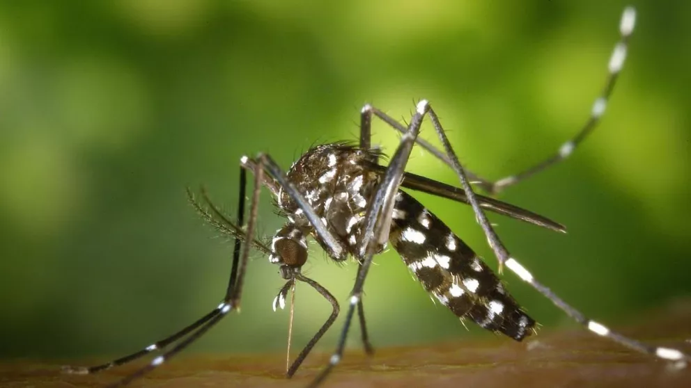 Salud: vacuna contra el dengue estaría lista en dos meses