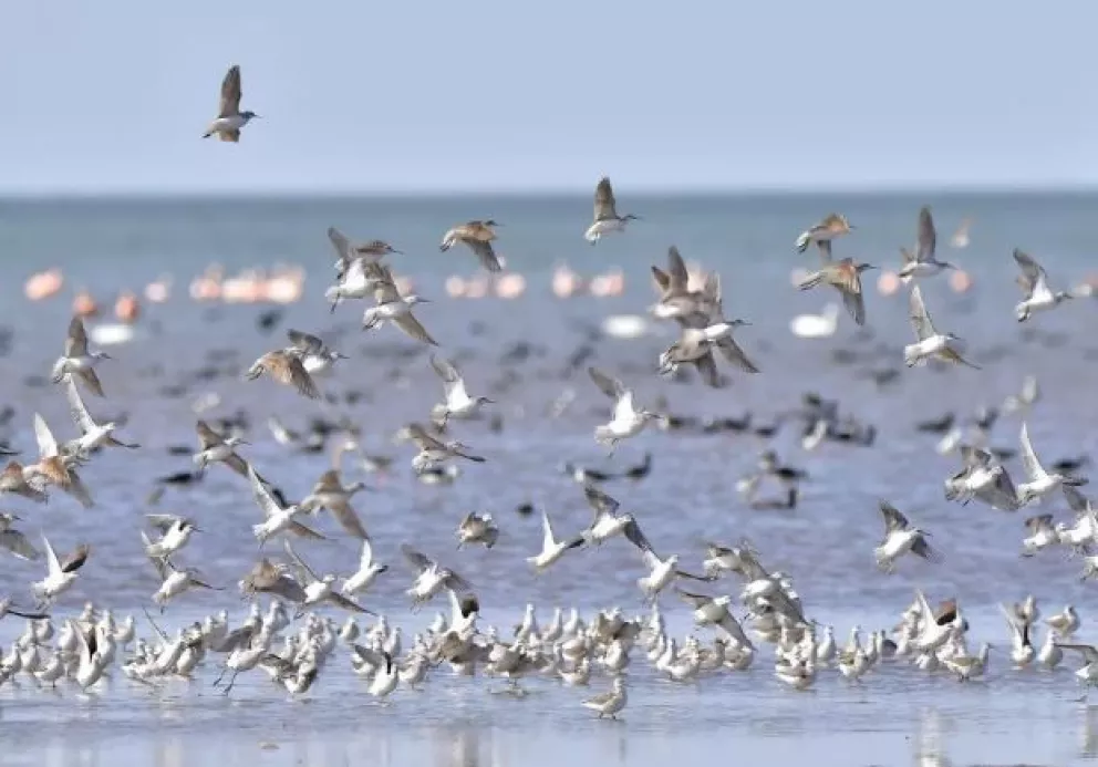 Cien especies de aves migratorias están en riesgo por el avance humano y el cambio climático