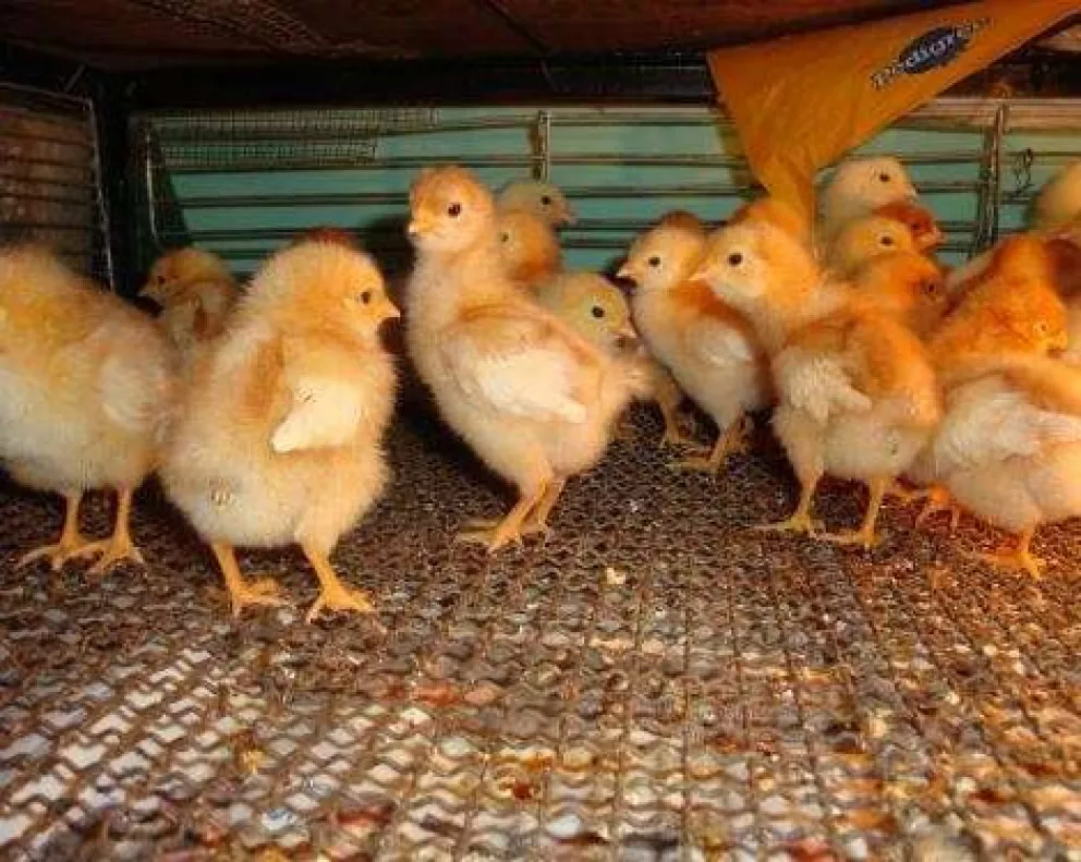 Gripe Aviar: comercializarán pollitos para no cortar la cadena de producción