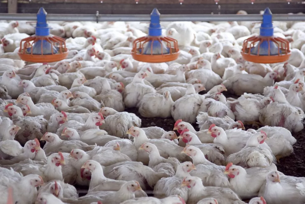 Cómo acceder a la asistencia estatal para productores avícolas que rige desde hoy