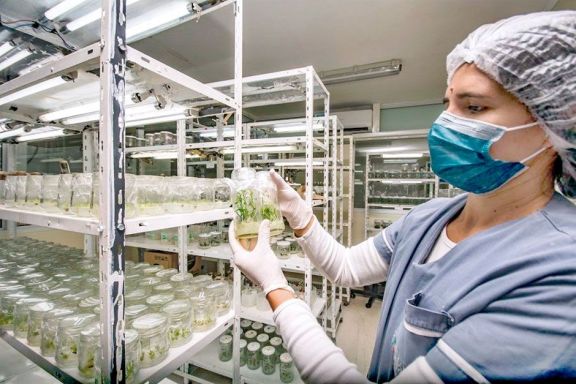 Impulsan el desarrollo de la biotecnología vegetal en Misiones