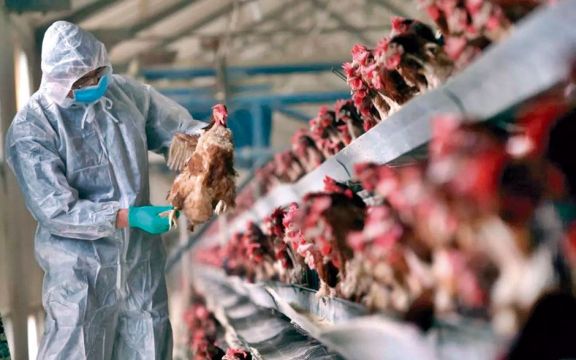 Detectan en cuarto foco de gripe aviar en Boquerón