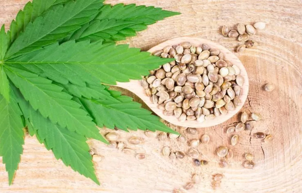 CONICET revoluciona el mercado con sus nuevas variedades de semillas de cannabis medicinal
