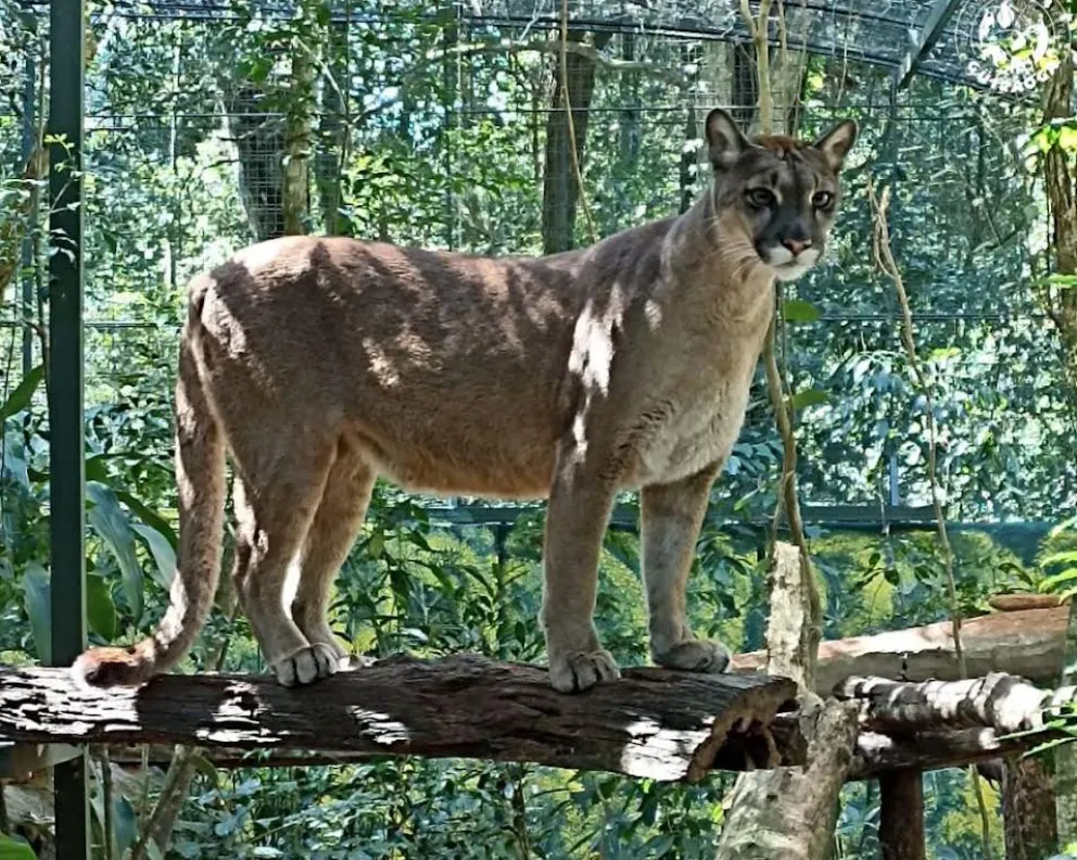 Recapturan a puma que se había escapado de Guirá Oga El Territorio