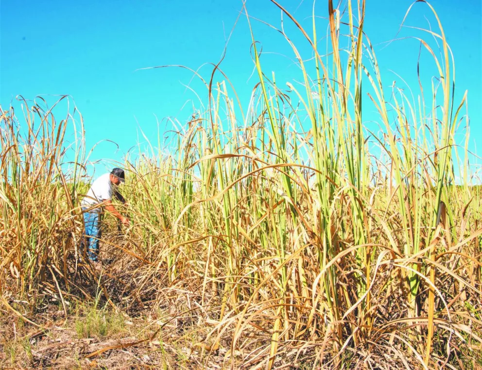 Por efecto de la sequía, suspenden la zafra de caña de azúcar en San Javier