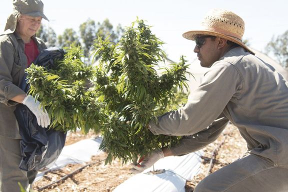 Evalúan tratar con cannabis  el síndrome de abstinencia
