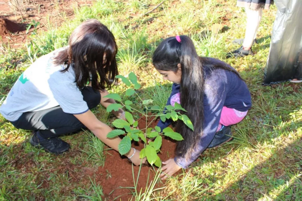 Arborizan para mitigar el cambio climático