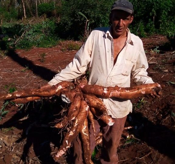 Buena cosecha de mandioca y fábricas a pleno