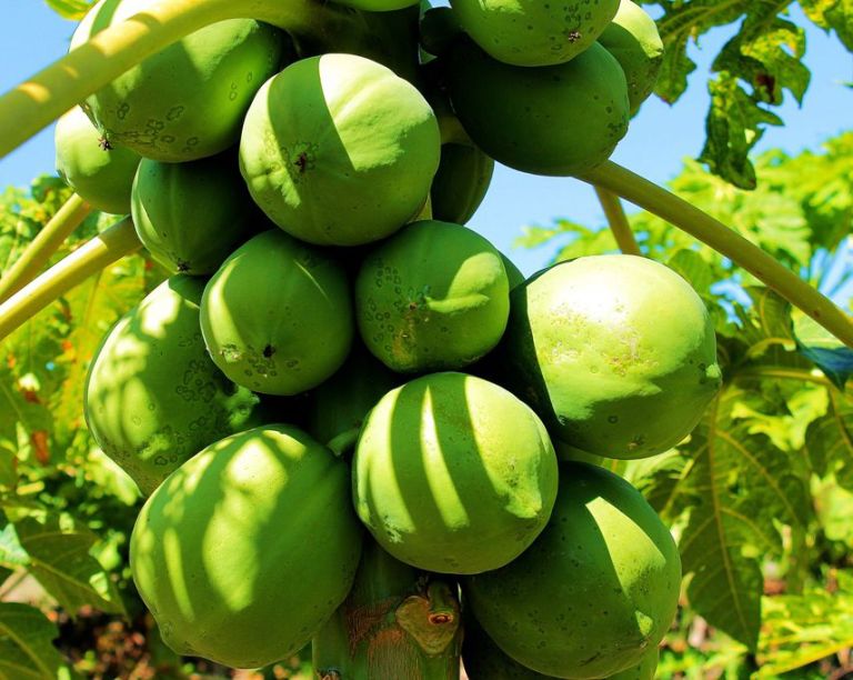 Fortalecen la cuenca productora de mamón | EL TERRITORIO noticias de ...