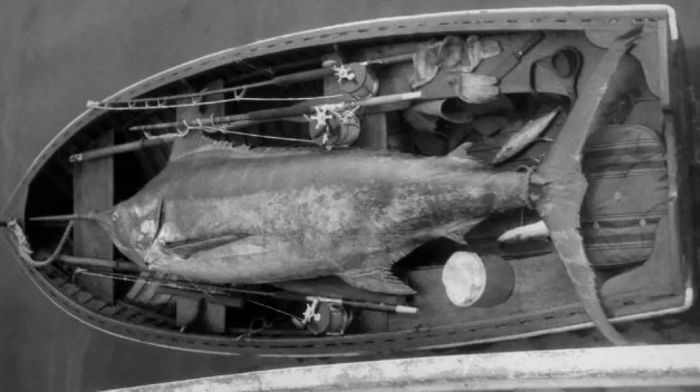Pescaron un marlín de 280 kilos y creyeron haber ganado 3,5 millones de dólares, pero un tiburón los dejó sin premio