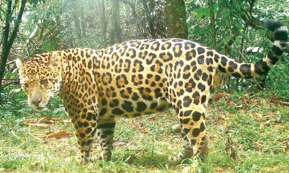 Formosa: inédita multa en el país para un cazador de yaguareté